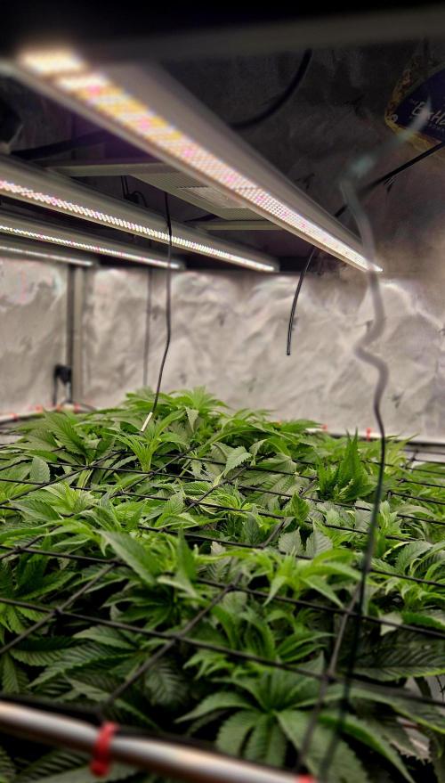 Wizard Trees DIY DWC. Week 7