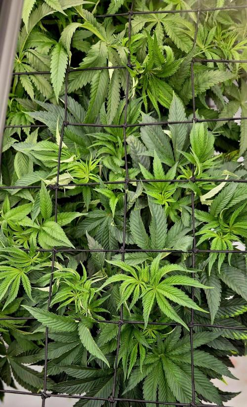 Wizard Trees DIY DWC. Week 7 - Zangria S1 no1