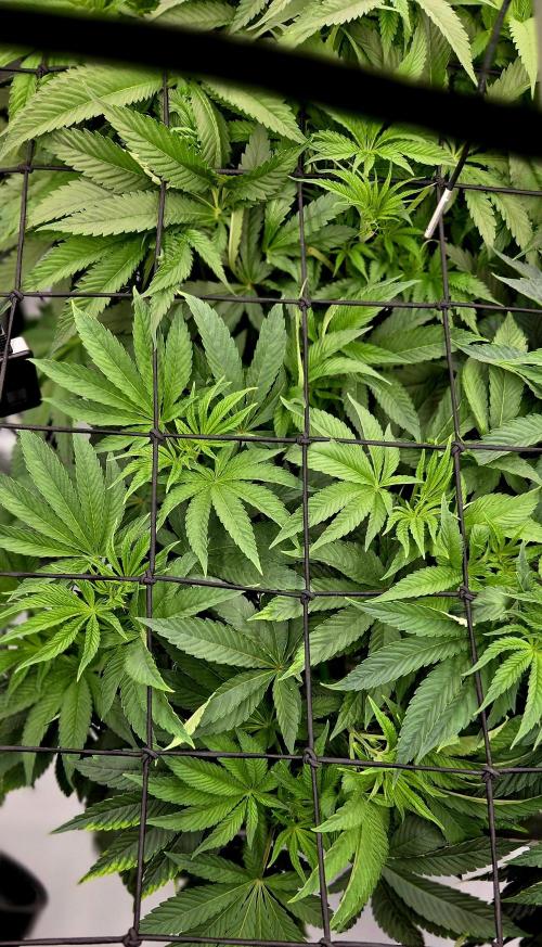 Wizard Trees DIY DWC. Week 7 - Zangria S1 no2