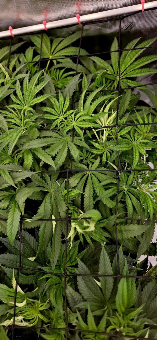 Wizard Trees DIY DWC. Week 7 - London Fog no1