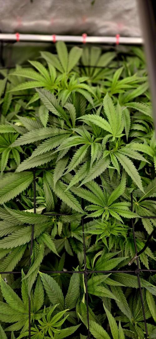 Wizard Trees DIY DWC. Week 7 - London Fog no2