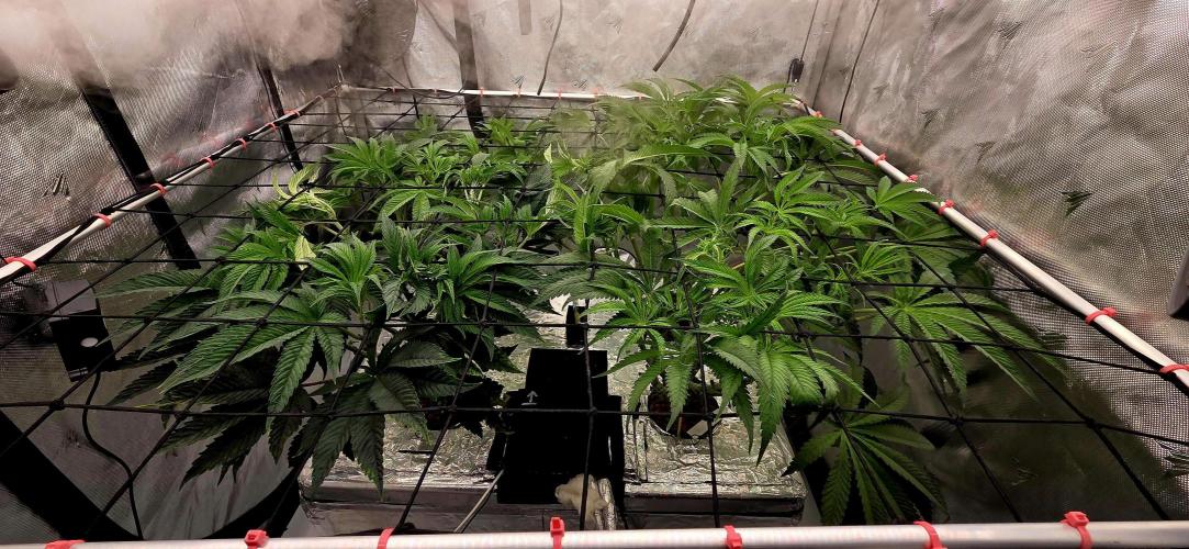 Wizard Trees DIY DWC. Week 8 - after defo =)