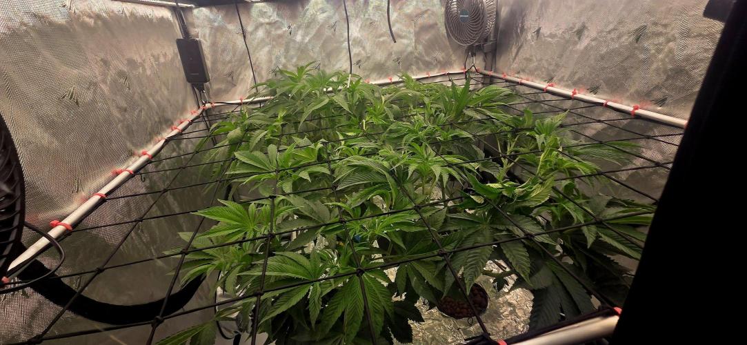 Wizard Trees DIY DWC. Week 8 - after defo =) 