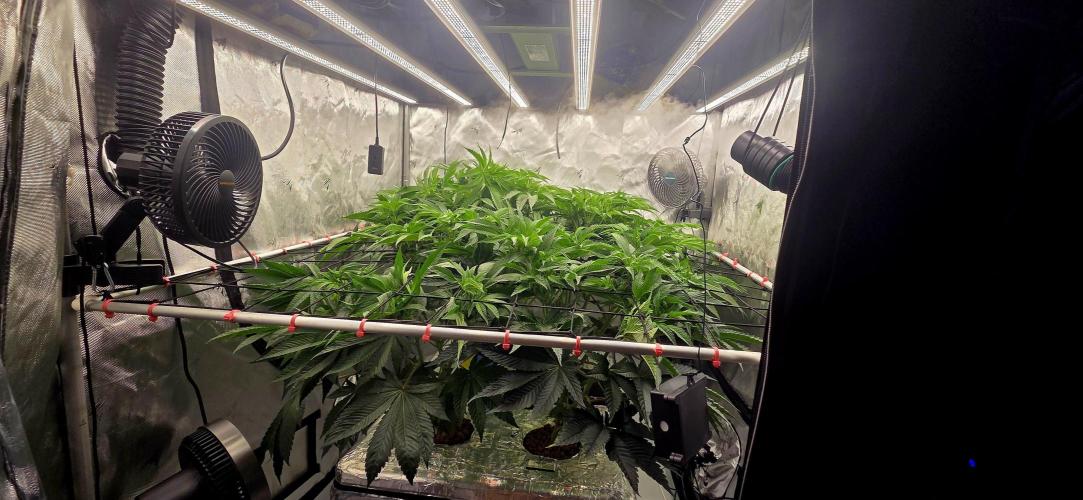 Wizard Trees DIY DWC. Week 8 - System