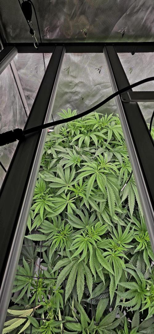 Wizard Trees DIY DWC. Week 8 - London no2 back Zangria no2 front