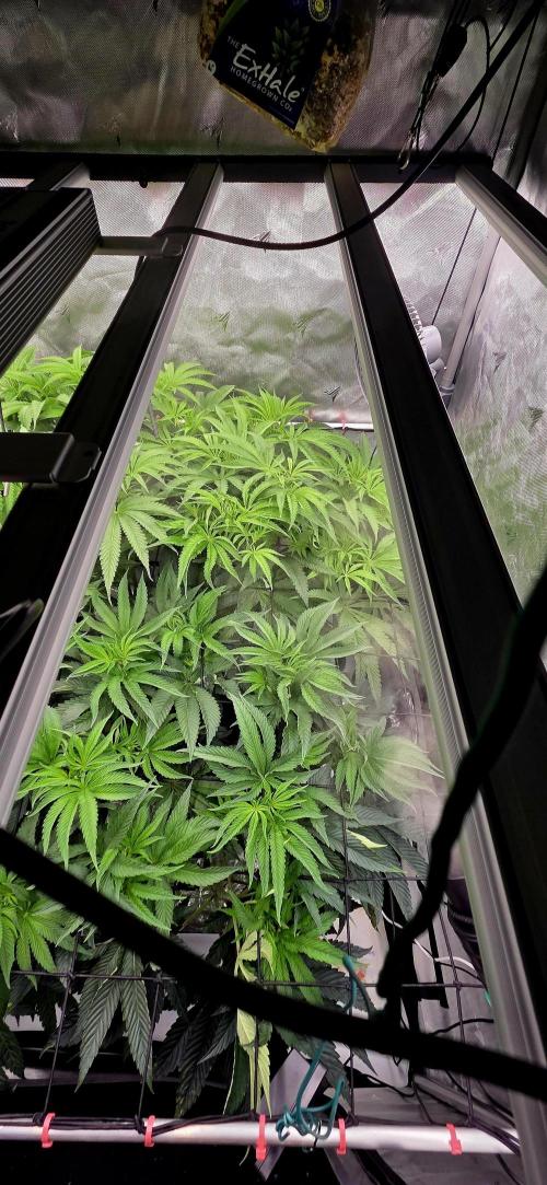 Wizard Trees DIY DWC. Week 8 - London no 1 back Zangria no1 front