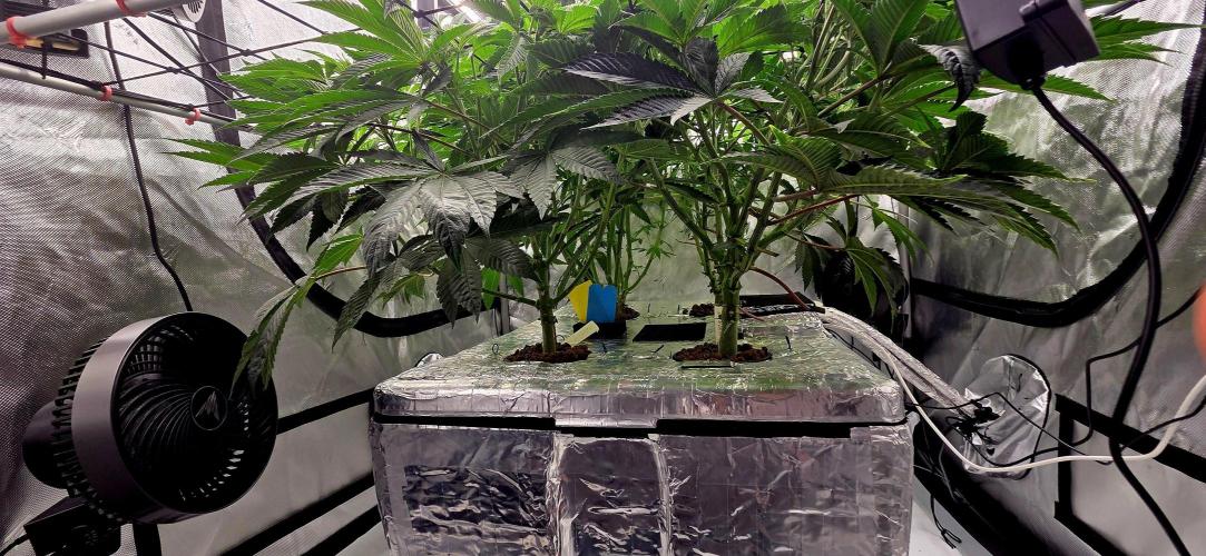 Wizard Trees DIY DWC. Week 8 - after defo =)
