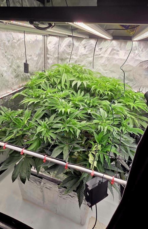 Wizard Trees DIY DWC. Week 8 - all 4 now =)