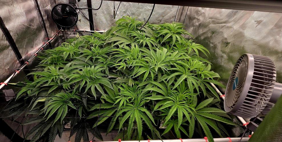 Wizard Trees DIY DWC. Week 8 - London 2 going ham
