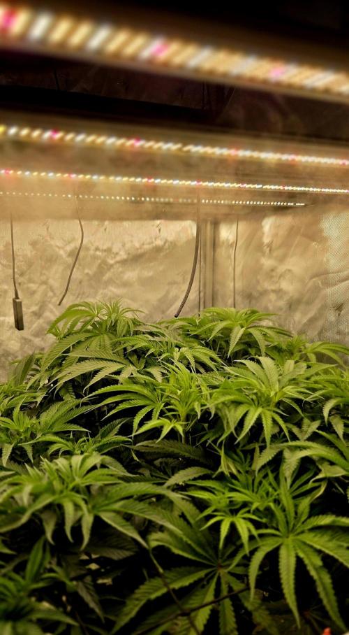 Wizard Trees DIY DWC. Week 8 - canopy