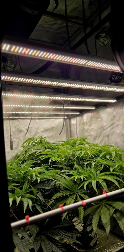 Wizard Trees DIY DWC. Week 8 - canopy =)