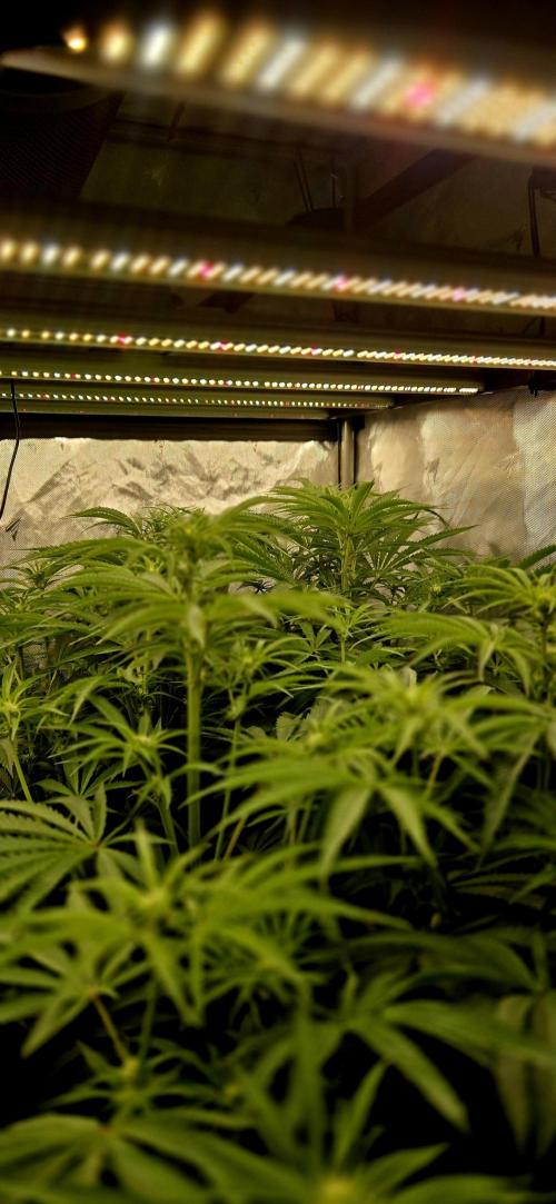 Wizard Trees DIY DWC. Week 9 - canopy