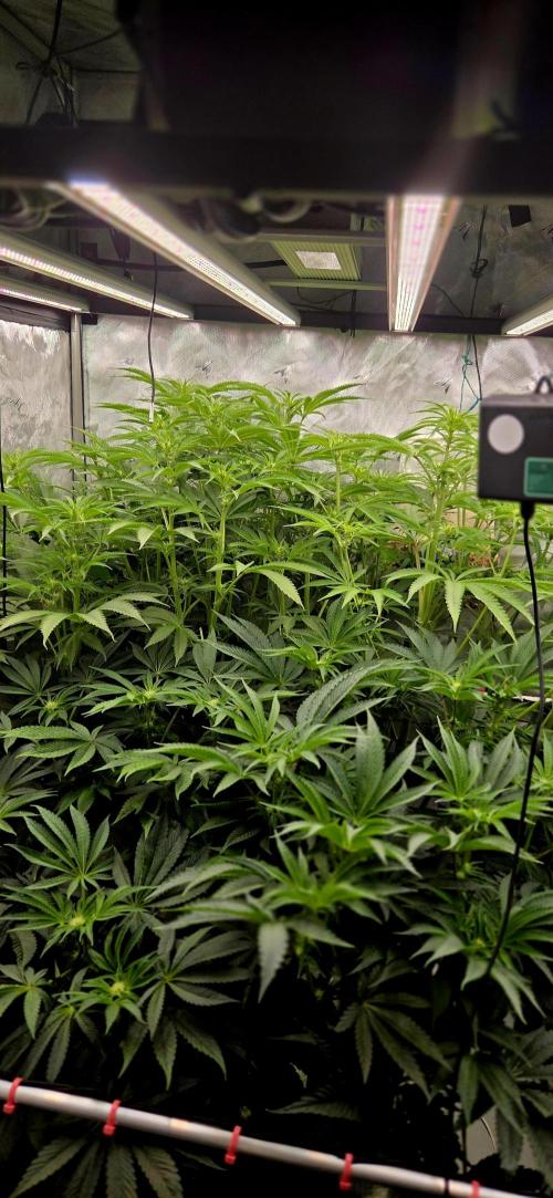 Wizard Trees DIY DWC. Week 9 - jungle 