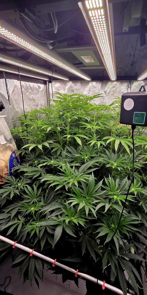 Wizard Trees DIY DWC. Week 9 - all 4 =D 