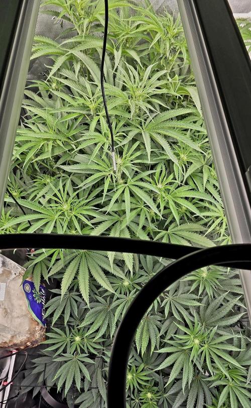 Wizard Trees DIY DWC. Week 9 - London no2 back Zangria no2 front