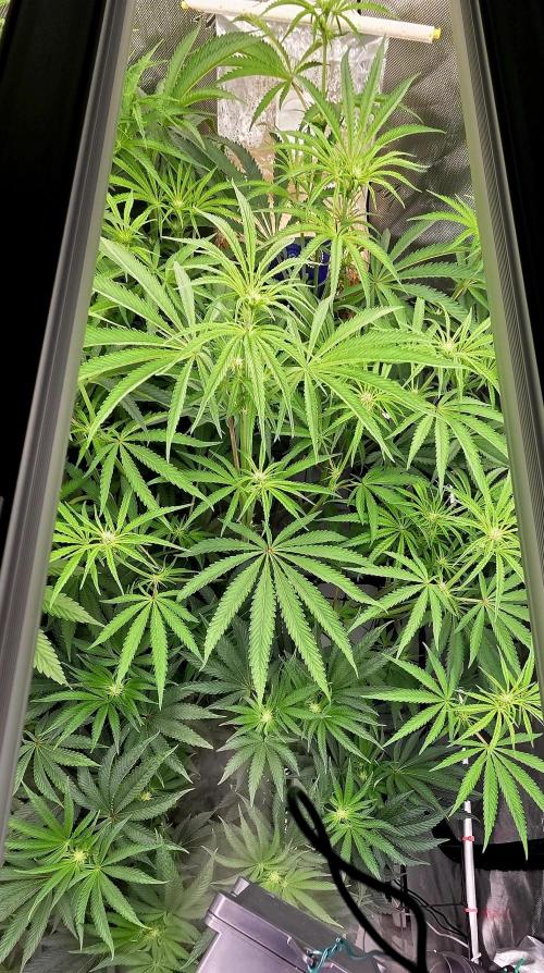 Wizard Trees DIY DWC. Week 9 - London no1 back Zangria no1 front