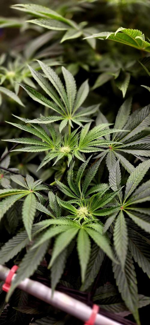 Wizard Trees DIY DWC. Week 9 - Zangria S1 =)