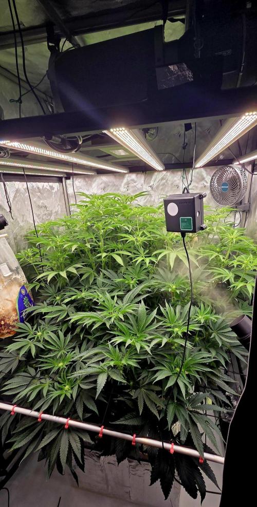 Wizard Trees DIY DWC. Week 9 - jungle with co2 bags =)