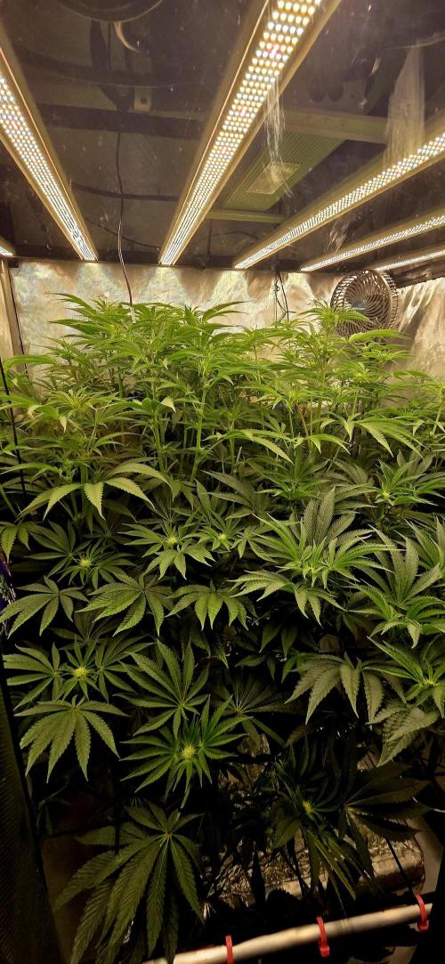 Wizard Trees DIY DWC. Week 9 - system