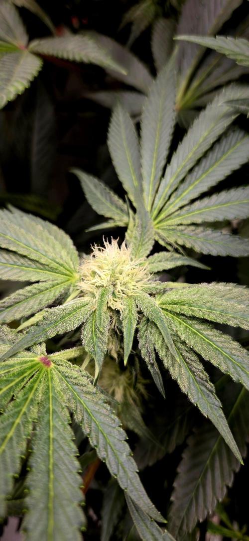 Wizard Trees DIY DWC. Week 10 - Zangria