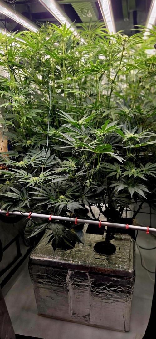 Wizard Trees DIY DWC. Week 10 - The jungle =D