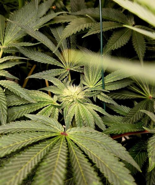 Wizard Trees DIY DWC. Week 10 - Zangria pre flower