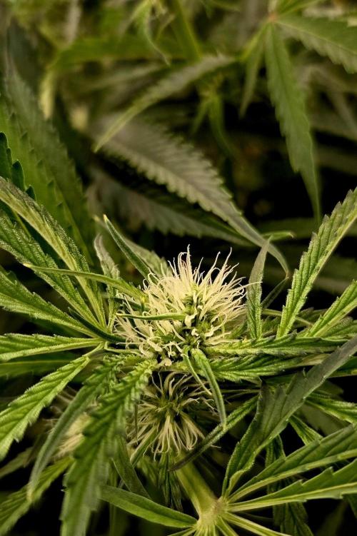 Wizard Trees DIY DWC. Week 10 - London pre flower
