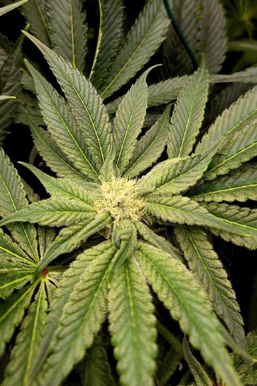Wizard Trees DIY DWC. Week 10 - Zangria