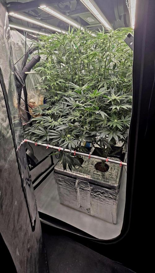 Wizard Trees DIY DWC. Week 10 - System full full =D