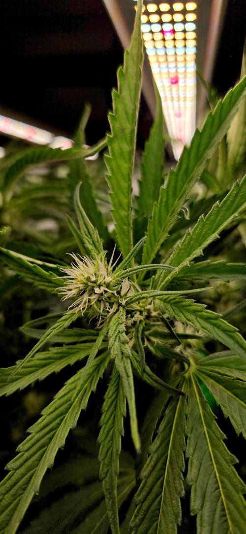 Wizard Trees DIY DWC. Week 10 - some light burns on London
