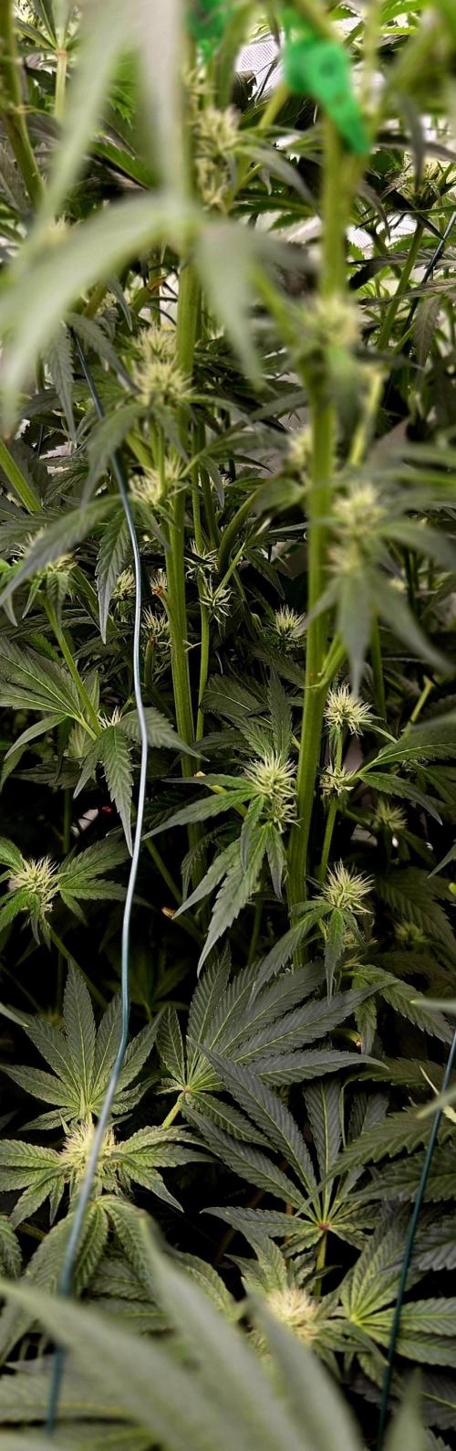 Wizard Trees DIY DWC. Week 10 - still love it =D !