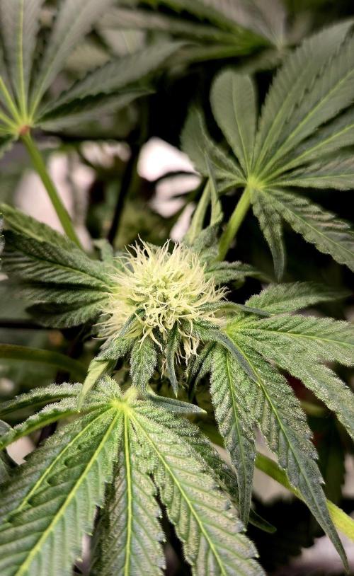 Wizard Trees DIY DWC. Week 10 - another zangria pre 