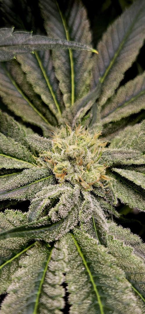 Wizard Trees DIY DWC. Week 11 - Zangria S1