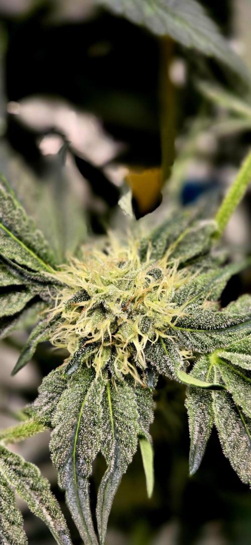 Wizard Trees DIY DWC. Week 11 - Zangria S1
