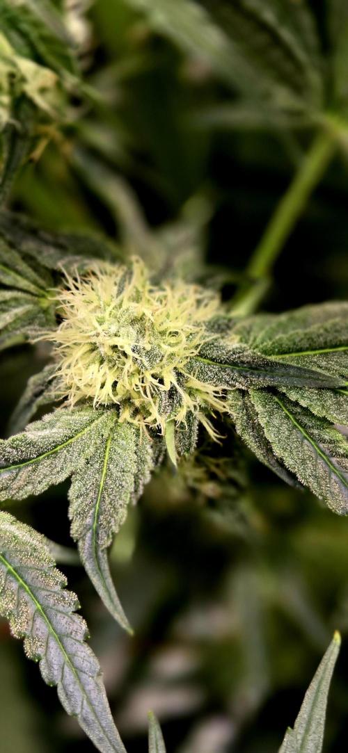 Wizard Trees DIY DWC. Week 11 - Zangria S1