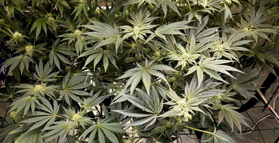 Wizard Trees DIY DWC. Week 11 - Zangrias
