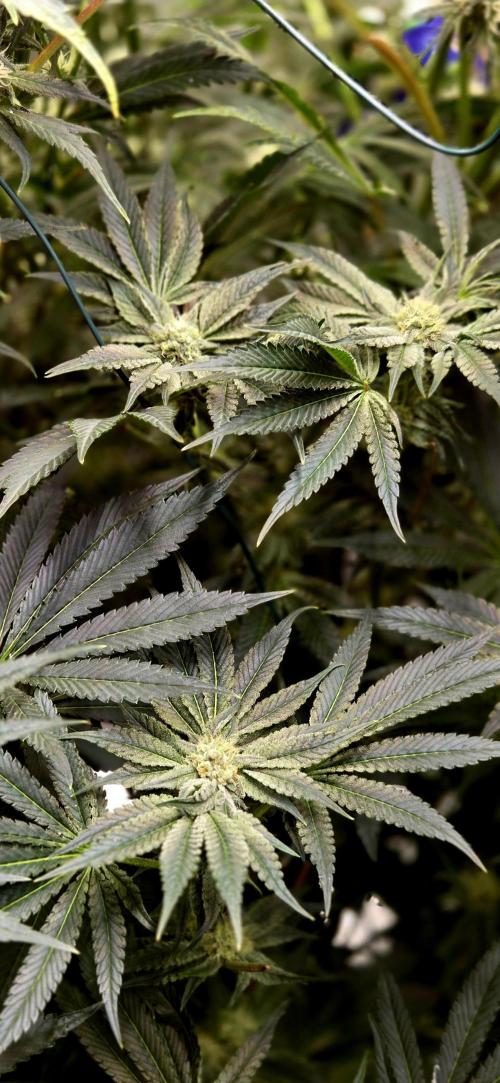 Wizard Trees DIY DWC. Week 11 - Zangria
