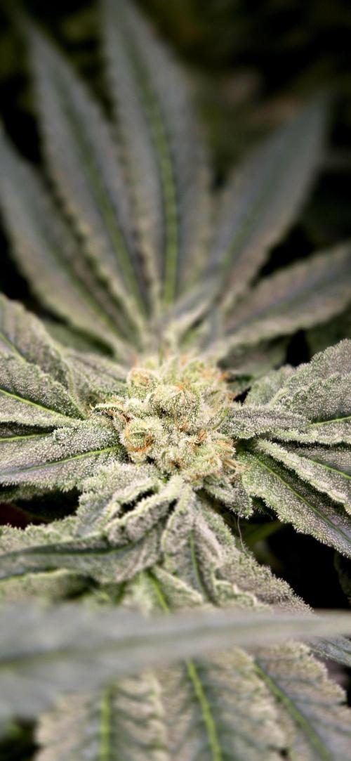 Wizard Trees DIY DWC. Week 12 - Zangira S1 No1