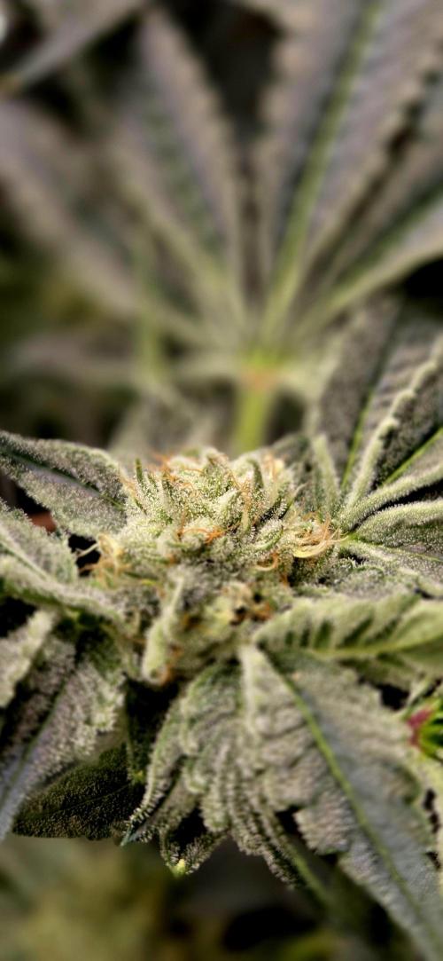 Wizard Trees DIY DWC. Week 12 - Zangria S1 No1
