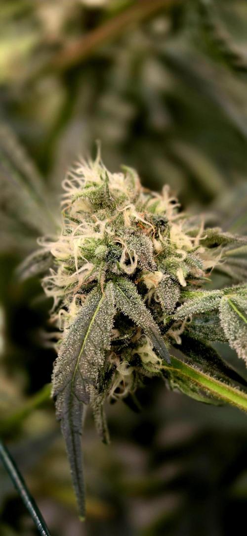Wizard Trees DIY DWC. Week 12 - London Fog