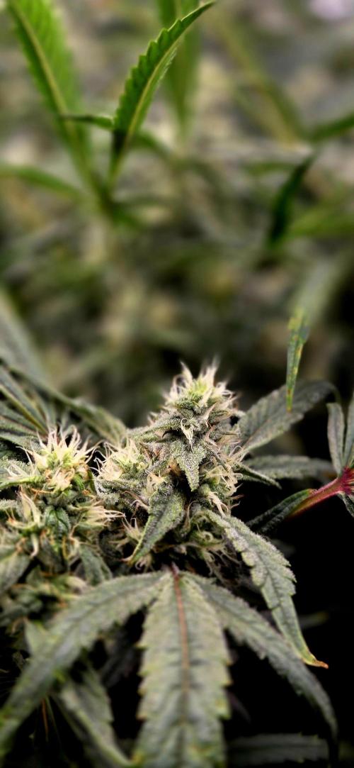Wizard Trees DIY DWC. Week 12 - London Fog