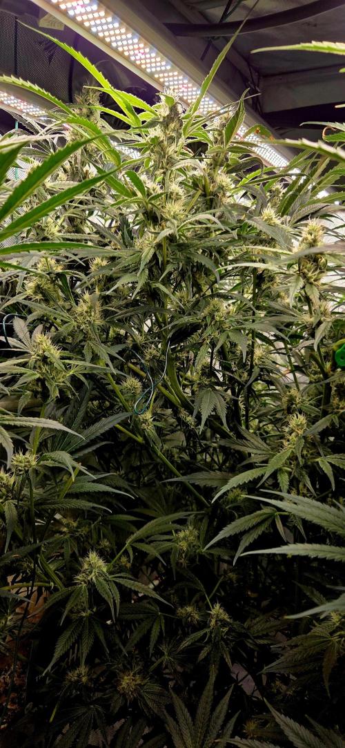 Wizard Trees DIY DWC. Week 12 - more London
