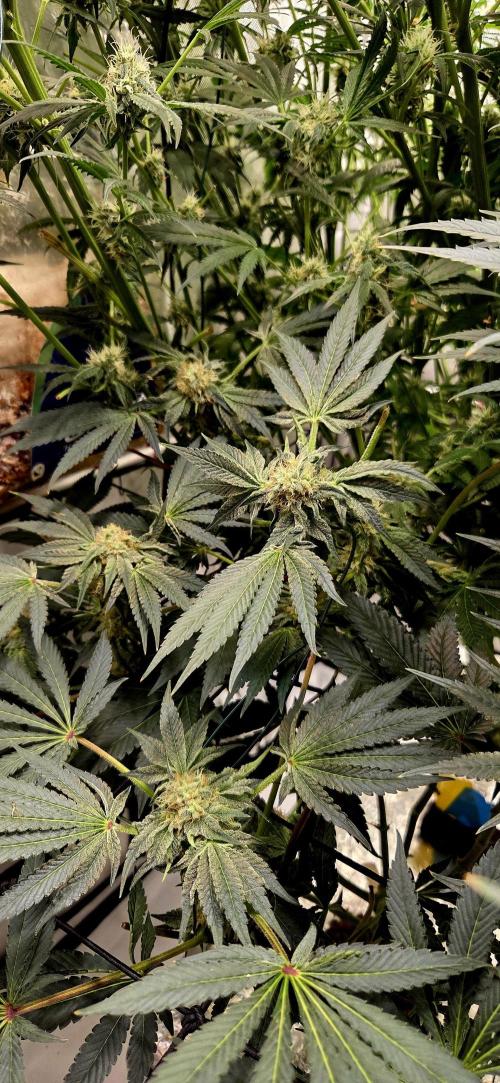 Wizard Trees DIY DWC. Week 12 - Zangria