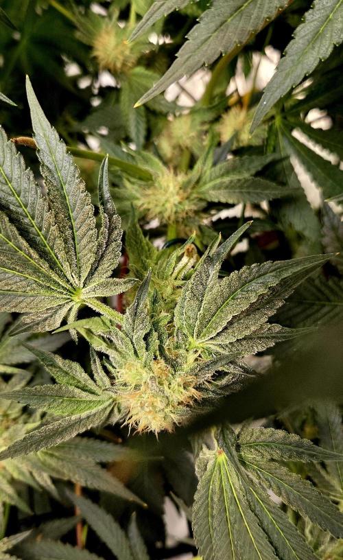 Wizard Trees DIY DWC. Week 12 - Zangria 