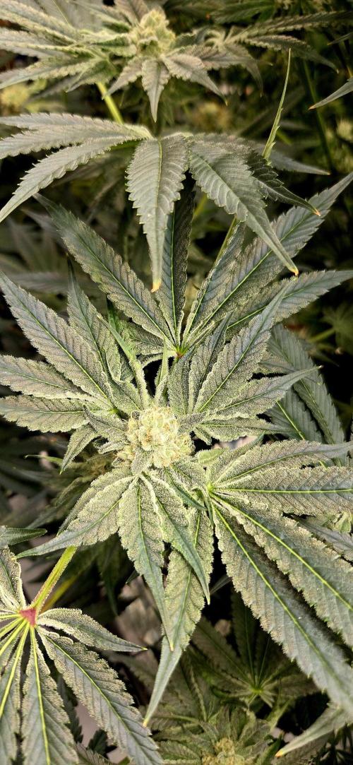 Wizard Trees DIY DWC. Week 12 - Zangria 