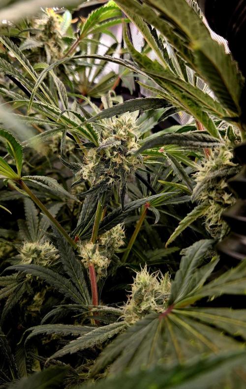 Wizard Trees DIY DWC. Week 12 - London