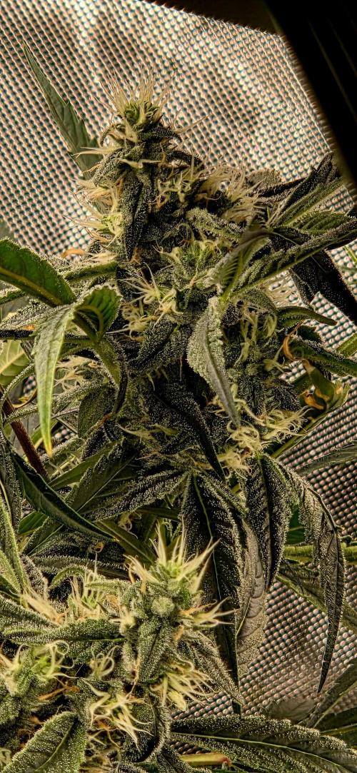 Wizard Trees DIY DWC. Week 12 - London