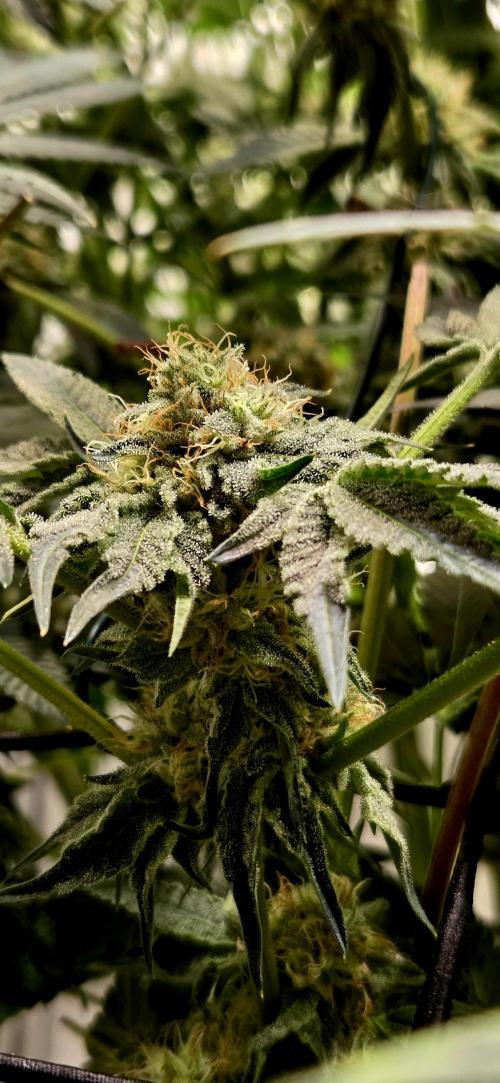 Wizard Trees DIY DWC. Week 12 - Zangria