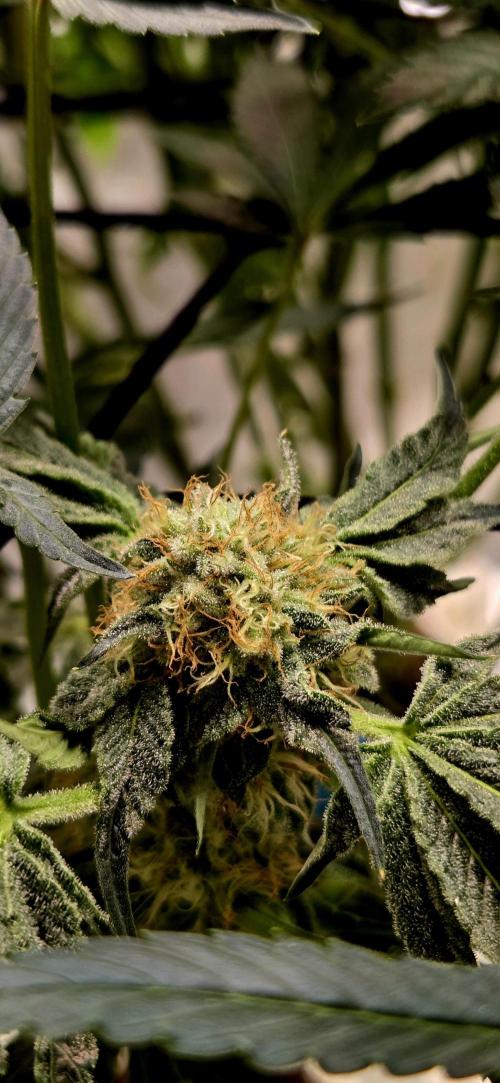 Wizard Trees DIY DWC. Week 12 - Zangria