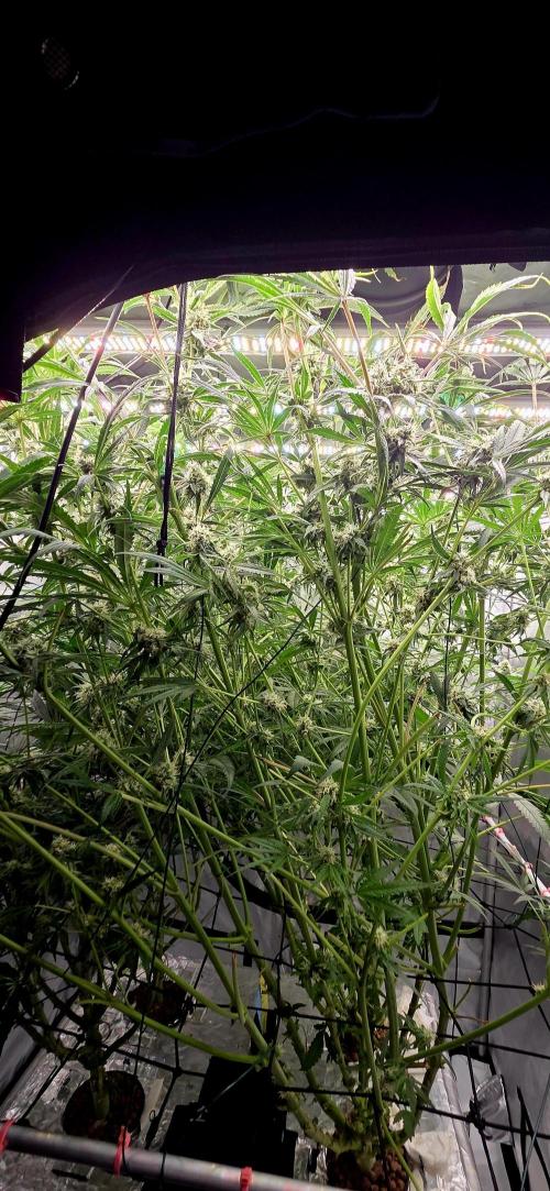 Wizard Trees DIY DWC. Week 12 - Jungle